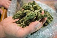 مخدر الحشيش ارشيفية