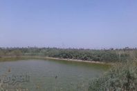 مزراع سمكية