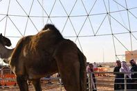 أطول ناقة فى العالم بالسعودية