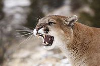 أسد الجبال الشرقي المفترس