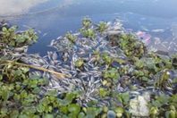 نفوق الاسماك
