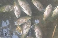 نفوق الاسماك بأعداد كبيرة فى مياه النيل ببسيون وكفرالزيات