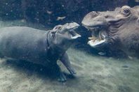 فرس النهر الرضيع