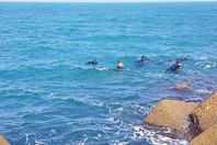 غريق استانلي