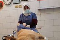 بالصور.. "كلاب الشوارع" في الشيخ  زايد بعلامة ورقم