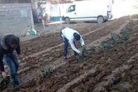 احتجاجات بالجزائر.. زراعة طريق عام بالثوم والبصل