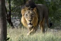 أسود تنهش جثة رجل حتي الموت