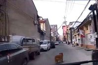 كلب يقود الإسعاف إلى مكان صاحبه المريض