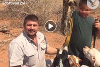 صائد الأسود