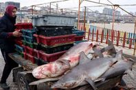 صياد مع أسماك القرش