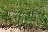 المحاصيل الزراعية

