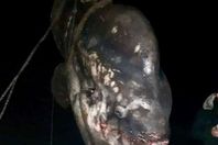 سمكة الشمس النادرة