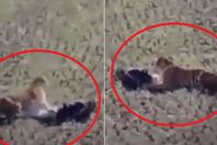 مقطع من الفيديو