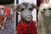 تكميم الحيوانات