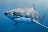 القرش المفترس