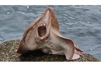 السمكة المخيفة