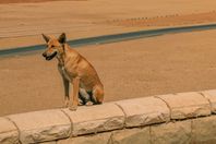 ScreenShot2020-02-26at4.31.26PM-3a7ddad1348b4c5ea36d5fca0fedef5e