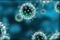  الصحة السعودية:" االإبل الإفريقية" سبب انتشار فيروس "كورونا" بجدة