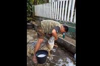 رجل يحمم تمساح