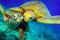 مبادرة انقاذ الكوكب