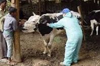 تحصين مواشى بالمنيا