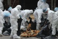 لجنة بيطرية تعدم طيور مصابة بمرض أنفلونزا الطيور