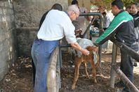 قوافل جامعة المنيا