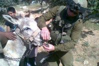 الاحتلال يعتقل حمارًا فى القدس
