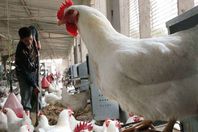 مزارع الدواجن الابيض