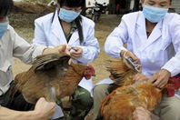 أنفلونزا الطيور