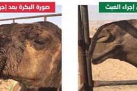 عملية تجميل لبقرة