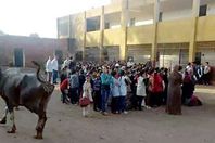 جاموسة في طابور الصباح