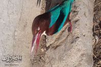 الطائر الغريب