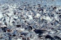 اسماك بحيرة غليون