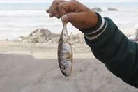 كفر الشيخ.. ظهور مفاجئ لأسماك "العقرب والبالون والبقرة".. والصيادون أول الضحايا