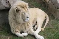 أسد مزيف يثير الرعب بأسيوط