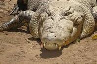 تمساح - أرشيفية