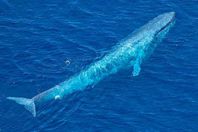 الحوت الازرق