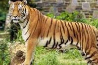 السعودية توضح سبب التهام "نمر" لشاب داخل حديقة الحيوان