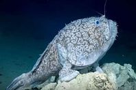 سمكة تسير علي 4 ارجل