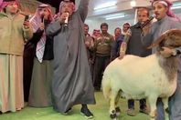 نعجة بـ400 ألف دينار