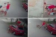 شاب ينقذ رقبة طفل من بين أنياب كلب

