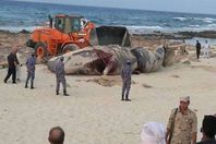 حوت نافق بشاطئ مطروح