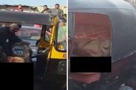 كلب المطرية