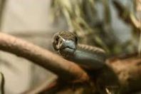 الإعدام لأفعى من أستراليا 

