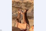 مباراة كونغو