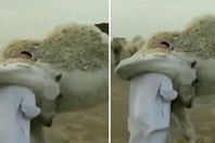 سعودي وناقته