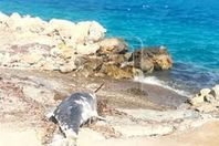 دولفين نافق