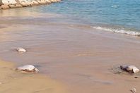 61b7249e4236045d887b6315