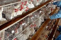  حملة موسعة لتحصين طيور المنوفية